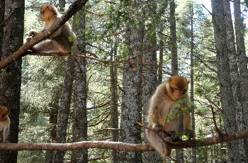 Casablanca to chefchaouen 4 days